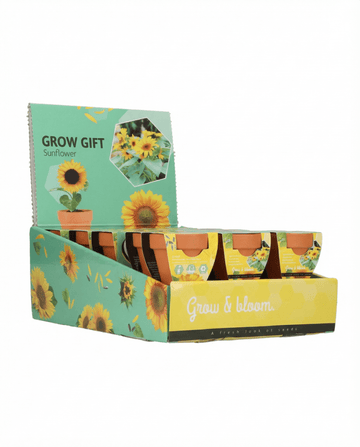 Dwarf Sunflower Gift Terracotta Pot (Helianthus annuus) – kweekkit zaden van SeedsChoice