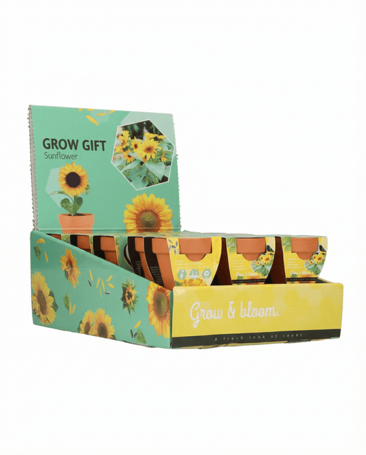 Dwarf Sunflower Gift Terracotta Pot (Helianthus annuus) – kweekkit zaden van SeedsChoice