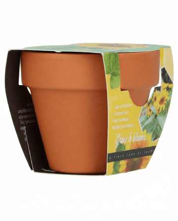 Helianthus annuus – dwergzonnebloem cadeau in terracottapot, gekweekt uit zaad