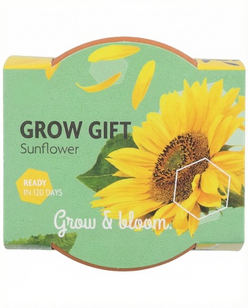 Dwarf Sunflower Gift Terracotta Pot zaden – kweekkit van SeedsChoice