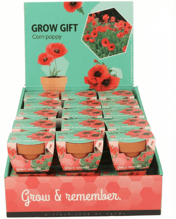 Klaproos Terracotta Pot (Papaver rhoeas) – eenjarig kweekpakket zaden van SeedsChoice