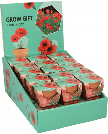 Papaver rhoeas – terracottapot met klaproos gekweekt uit zaad