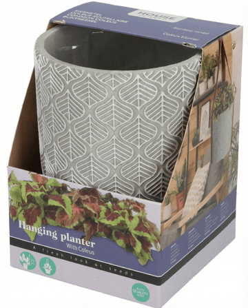Coleus blumei – hangplant gekweekt uit zaad