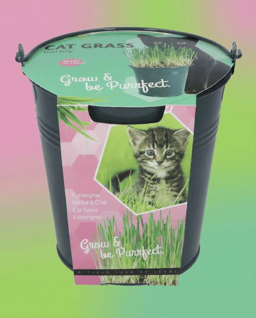 Kattengras Gerst Emmer (Hordeum vulgare) – kweekset zaden van SeedsChoice