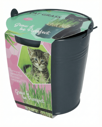 Kattengras Gerst Emmer zaden – kweekset van SeedsChoice