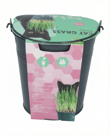 Kattengras Gerst Emmer zaden (Hordeum vulgare) – kweekset