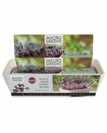 Raphanus sativus – Daikon-radijs microgreens geteeld uit zaad