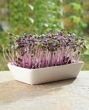 Daikon Radish Microgreens zaden – kweekkit van SeedsChoice