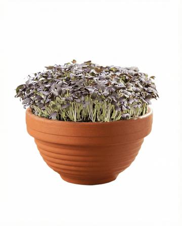 Brassica japonica – Red Mizuna Microgreens Terracotta Vegetables gekweekt uit zaad