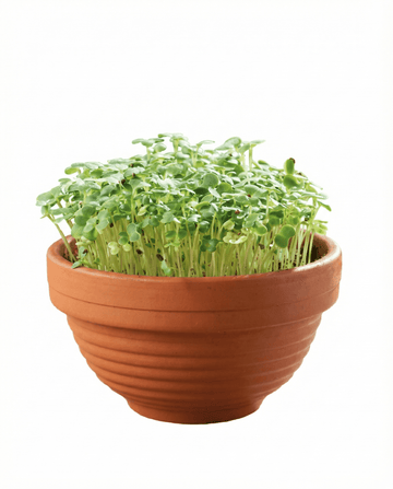 Tatsoi Microgreens Terracotta Dish zaden – kweekset van SeedsChoice