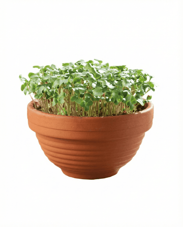 Boerenkool Microgreens Terracotta Dish zaden – kweekset van SeedsChoice