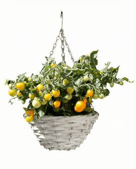 Dwerg-kerstomaatzaden Gourmandise Yellow Solanum Lycopersicum hangmand