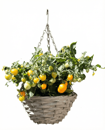 Solanum lycopersicum – Dwarf Cherry Tomato Gourmandise Yellow Hanging Basket gekweekt uit zaad