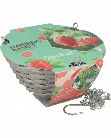 Fragaria × ananassa – Hangmand aardbei Temptation uit zaad gekweekt