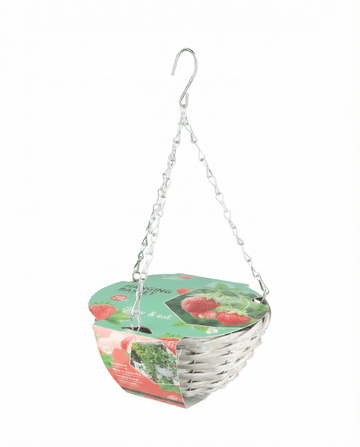 Hangmand Aardbei Temptation zaden – kweekset van SeedsChoice