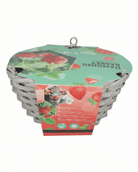 Hangmand aardbei zaden Fragaria Ananassa Temptation variëteitset