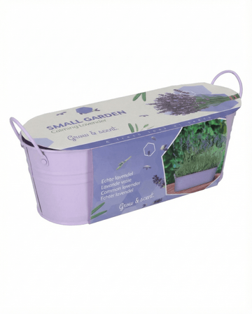 Lavendel (Lavandula angustifolia) – meerjarige kweekset met zaden van SeedsChoice