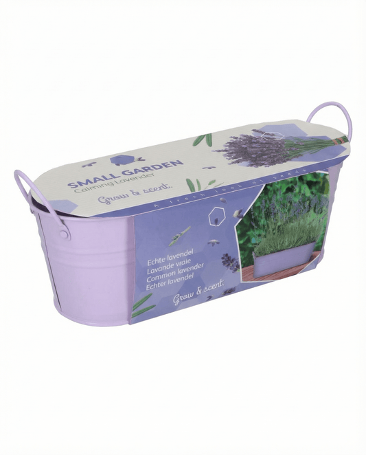 Lavendel (Lavandula angustifolia) – meerjarige kweekset met zaden van SeedsChoice