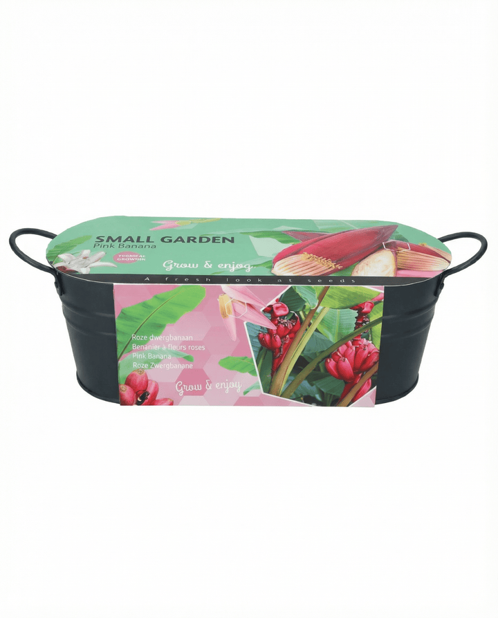Pink Banana Indoor Pot zaden (Musa velutina) – kamerplant