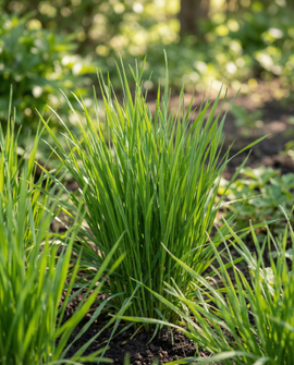 Cat Grass Seeds Hordeum Vulgare Barley Grass Kit