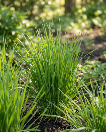 Kattengras Gerst zaden (Hordeum vulgare) – kweekset