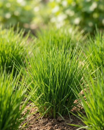 Kattengras Gerst (Hordeum vulgare) – kweekset zaden van SeedsChoice