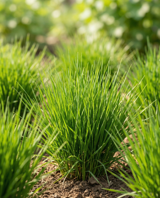 Kattengras Gerst (Hordeum vulgare) – kweekset zaden van SeedsChoice