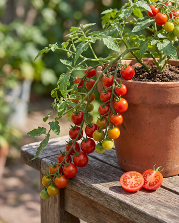 Cherrytomaatzaden Tomfall Hanging (Solanum lycopersicum) – eenjarige groentezaden van SeedsChoice