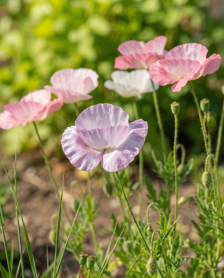 Klaproos Mother Of Pearl zaden (Papaver rhoeas) – eenjarige bloem