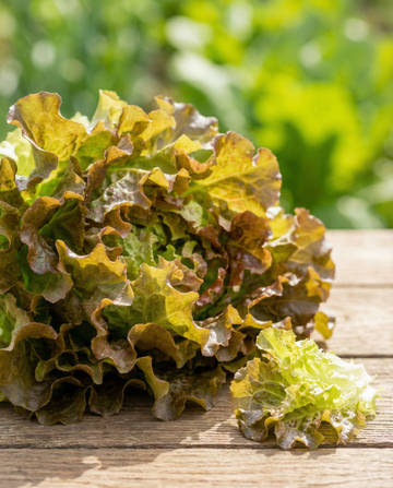 Bladsla Tape (Lactuca sativa) – eenjarige zaadband van SeedsChoice