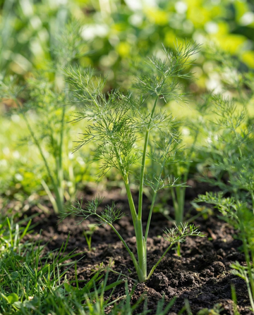 Dille Pads 4 Pack (Anethum graveolens) – eenjarige zaadpads van SeedsChoice