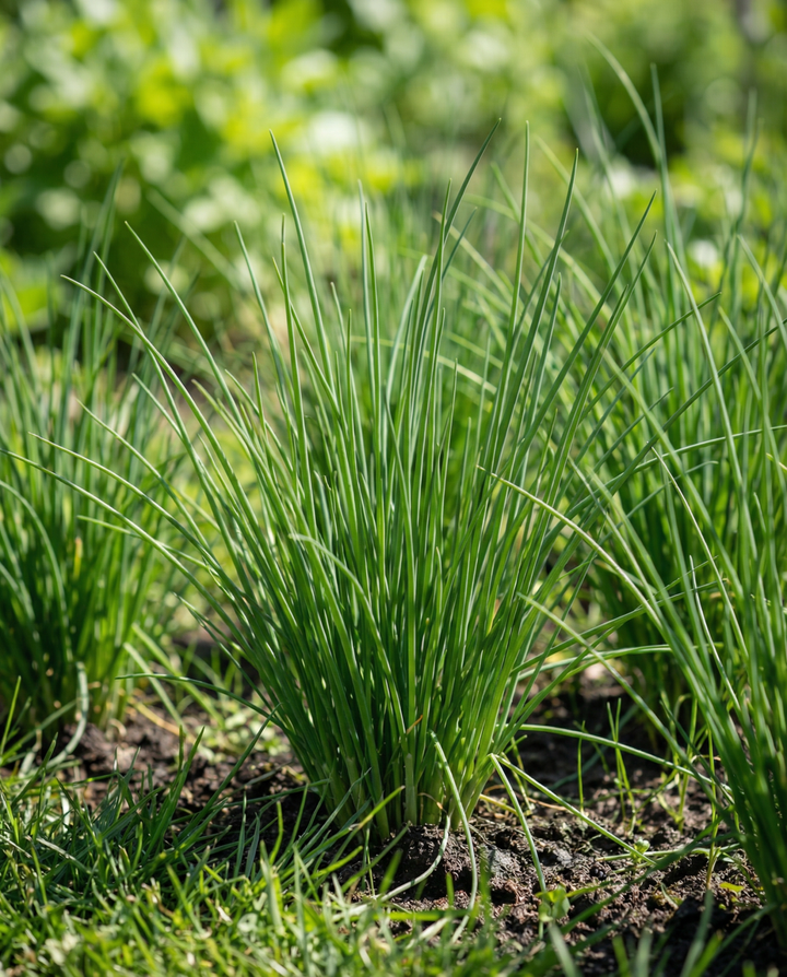 Chives Pads 4 zaden (Allium schoenoprasum) – meerjarige zaadpads