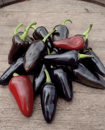 Fresno Red Pepper zaden (Capsicum annuum) – eenjarige groente