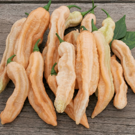 Dorset Pink-peperzaden Capsicum Chinense eenjarige groentevariëteit