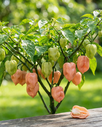Habanero Pink Pepper (Capsicum chinense) – eenjarige groentezaden van SeedsChoice