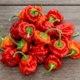Scotch Bonnet-peperzaden Capsicum Chinense eenjarig rood