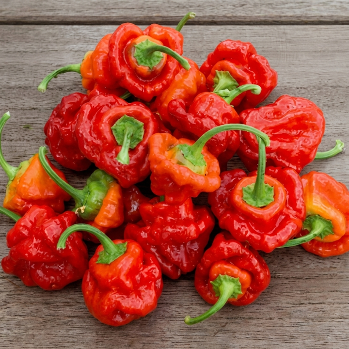 Scotch Bonnet Pepper Red zaden (Capsicum chinense) – eenjarige groente
