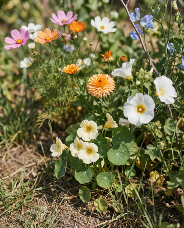 Collectie beginnersmix met labels, potlood & instructies – eenjarige bloemenzaden van SeedsChoice