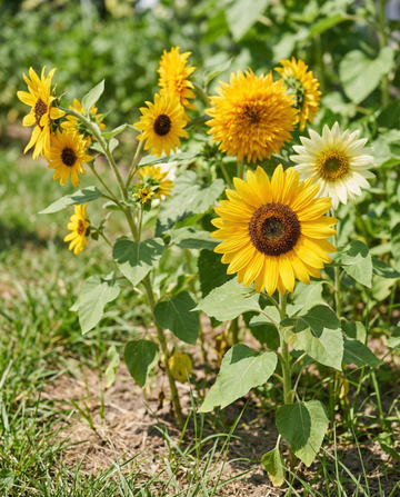 Zonnebloem 6 Varieties Collection Set (Helianthus annuus) – eenjarige bloemenzaden van SeedsChoice