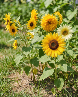 Zonnebloemzaden Helianthus Annuus eenjarig 6 variëteiten collectieset
