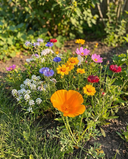 Voor bijen laag mengsel 15m2 volle zon – eenjarige bloemenzaden van SeedsChoice