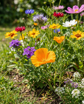 Vriendelijke bloemen voor vlinders zaden eenjarige bloemmix 15g
