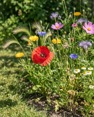 Voor Vogels Mix 15m2 Dekking – eenjarige bloemenzaden van SeedsChoice