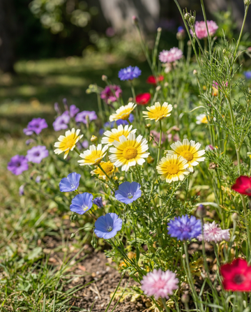 Inheems wilde bloemen mix 25m2 dekking zaden – eenjarige bloem