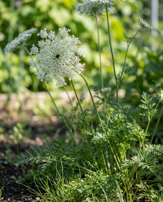 Wilde peen (Daucus carota) – tweejarige groentezaden van SeedsChoice