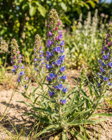 Slangenkruid Mix (Echium vulgare) – tweejarige bloemenzaden van SeedsChoice