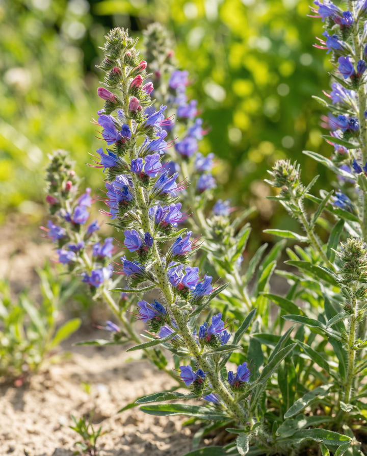 Slangenkruid Mix zaden (Echium vulgare) – tweejarige bloem