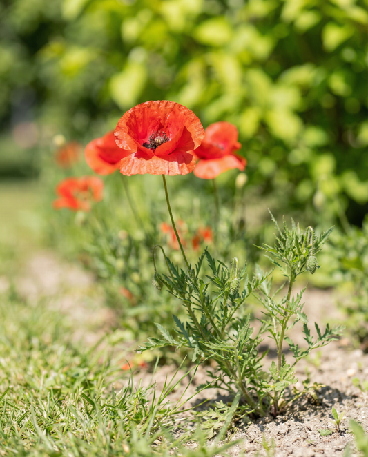 Klaproos mix (Papaver rhoeas) – eenjarige bloemenzaden van SeedsChoice
