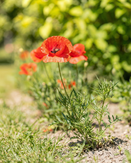 Gewone klaproos zaden Papaver Rhoeas eenjarige bloemmix