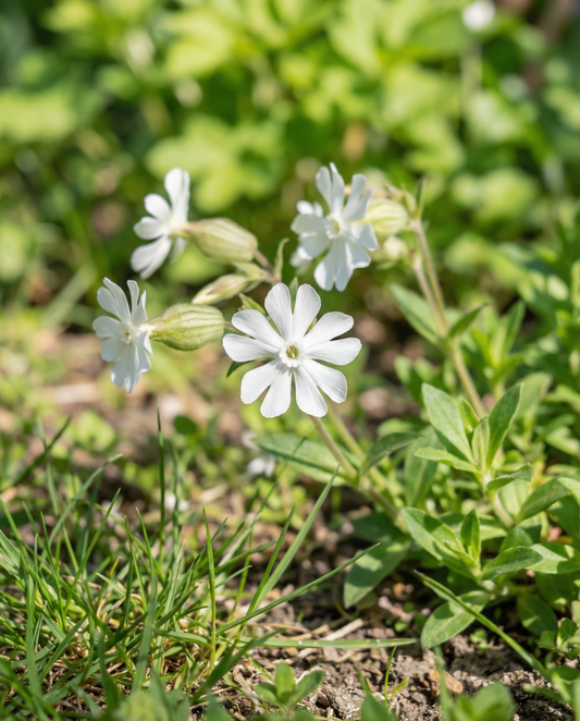 Witte dagkoekoeksbloem (Silene latifolia) – meerjarige bloemenzaden van SeedsChoice
